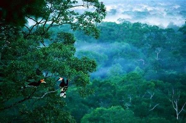 Pulau Kalimantan Dinobatkan Sebagai Destinasi Impian Asia 2025 Oleh Lonely Planet