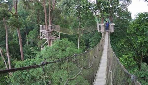 Trekking Di Hutan Borneo, Petualangan Seru Menjelajahi Alam Liar
